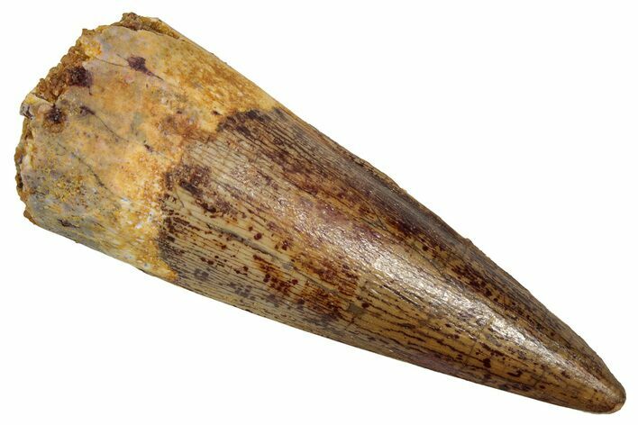 Fossil Spinosaurus Tooth - Real Dinosaur Tooth #356807